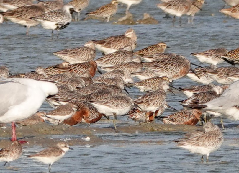 Asian Dowitcher - Peter Burke