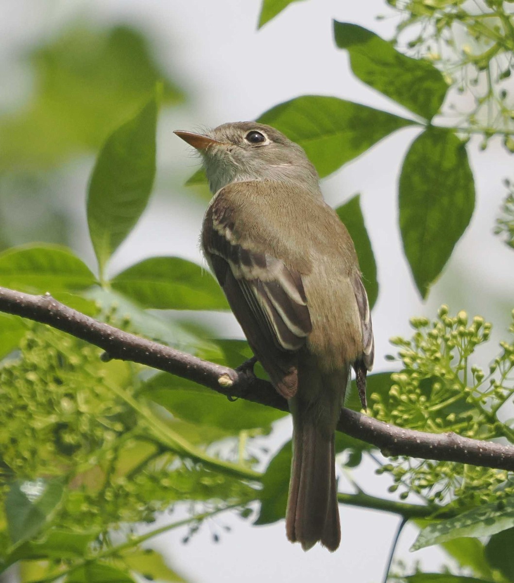 Least Flycatcher - ML619156423