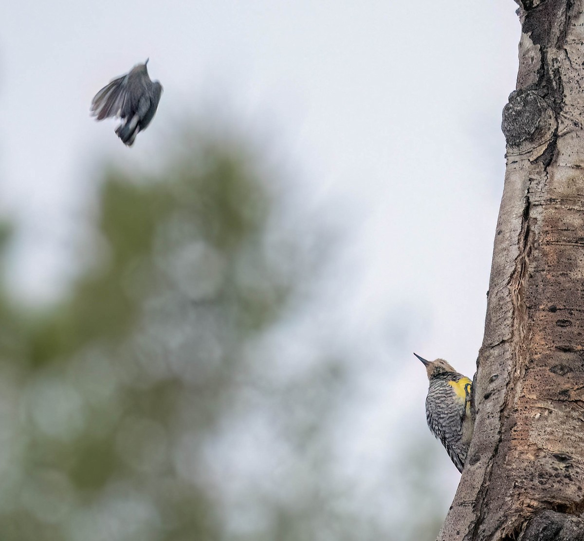 Williamson's Sapsucker - Courtney Rella