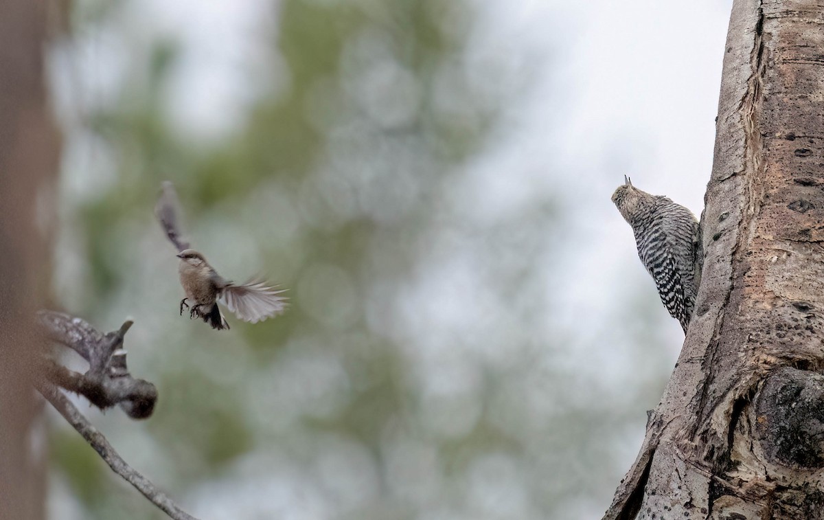 Williamson's Sapsucker - Courtney Rella