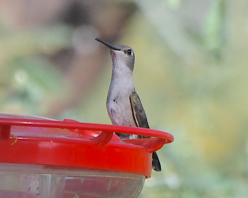 Black-chinned Hummingbird - Ted Wolff