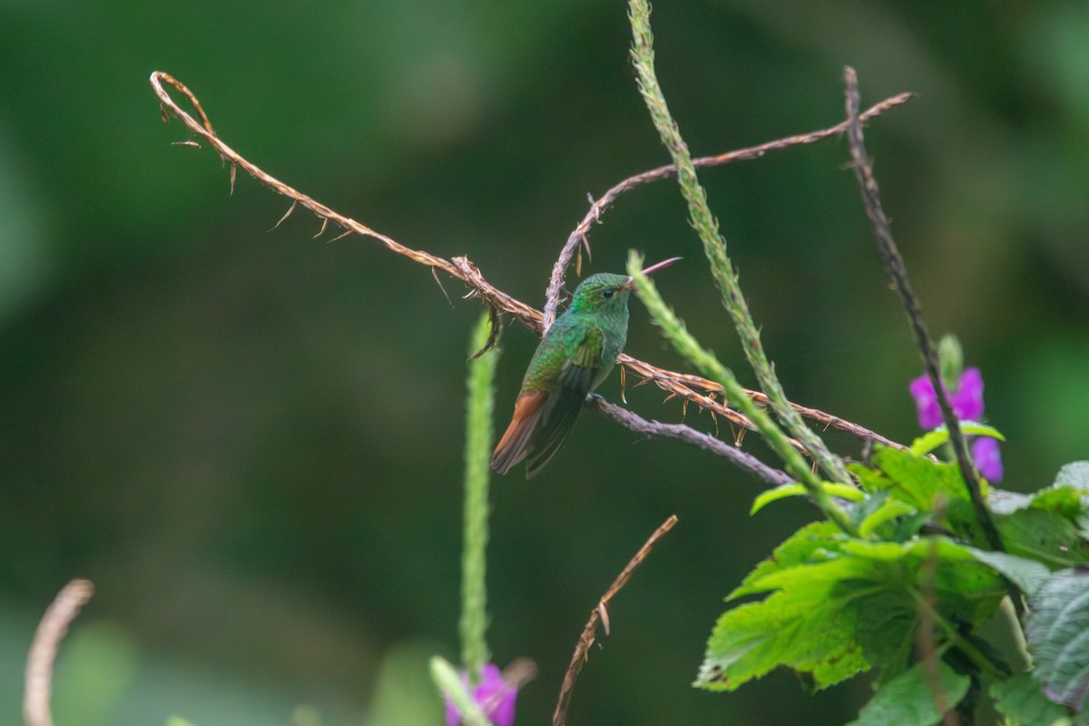 Rufous-tailed Hummingbird - Matt Fischer
