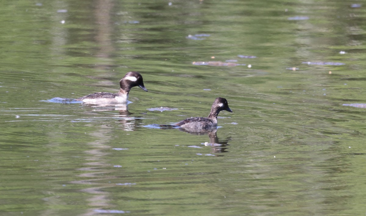 Bufflehead - ML619156500