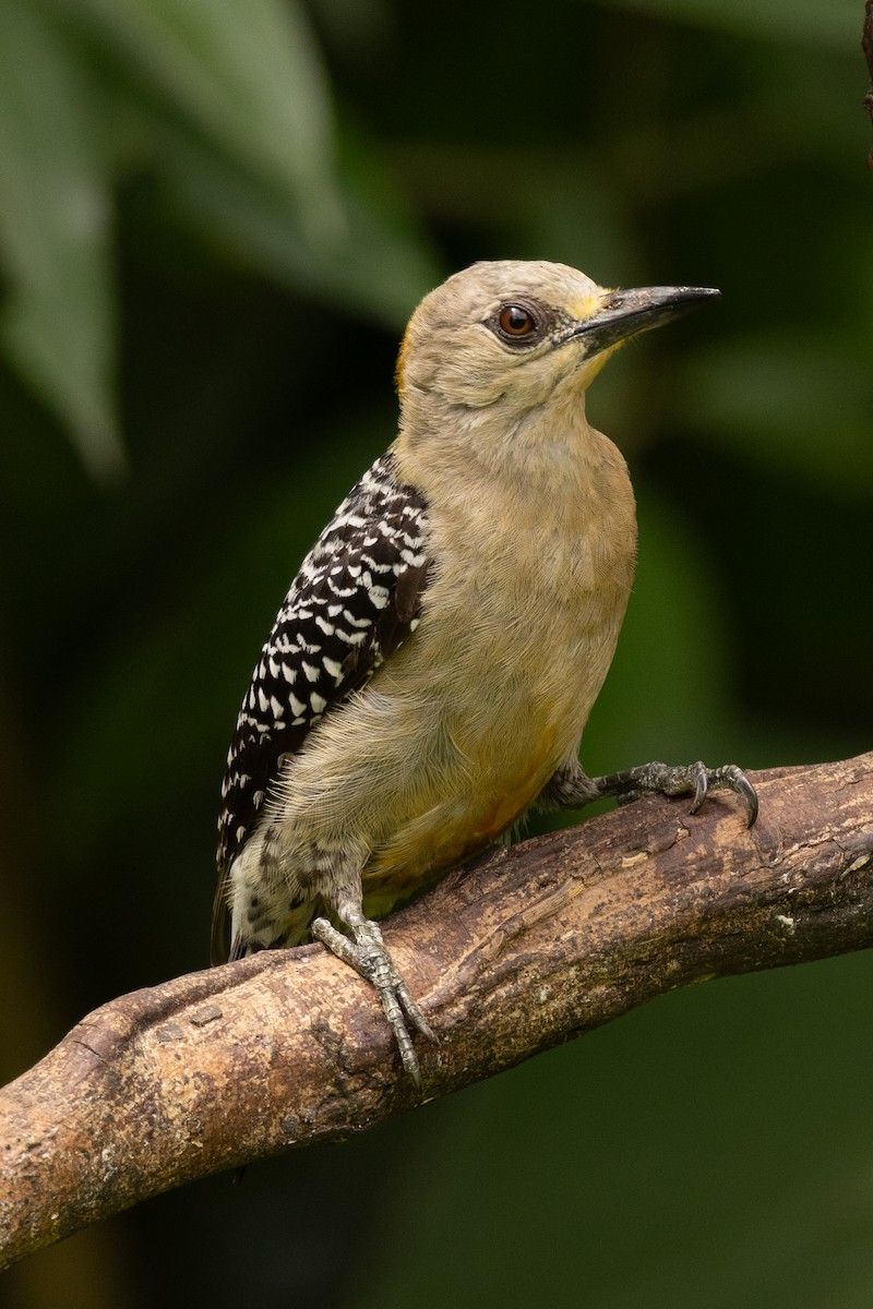 Hoffmann's Woodpecker - Scott Coupland