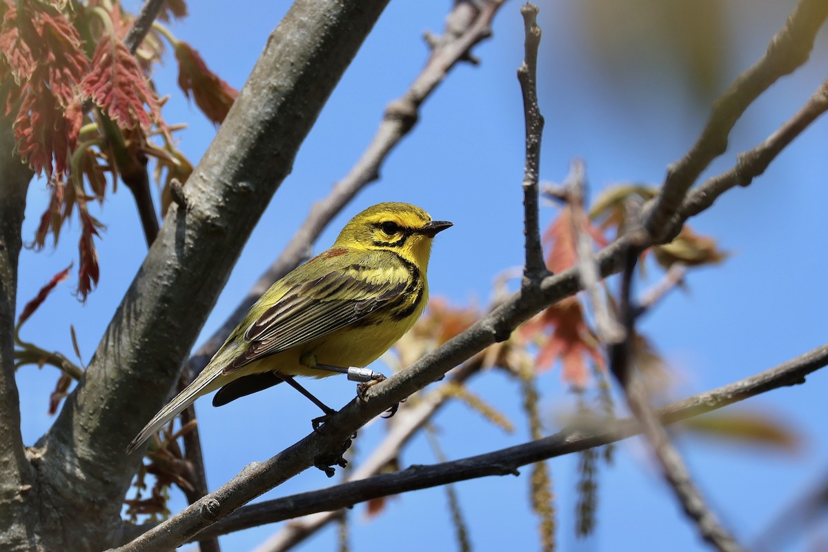 Prairie Warbler - ML619156507