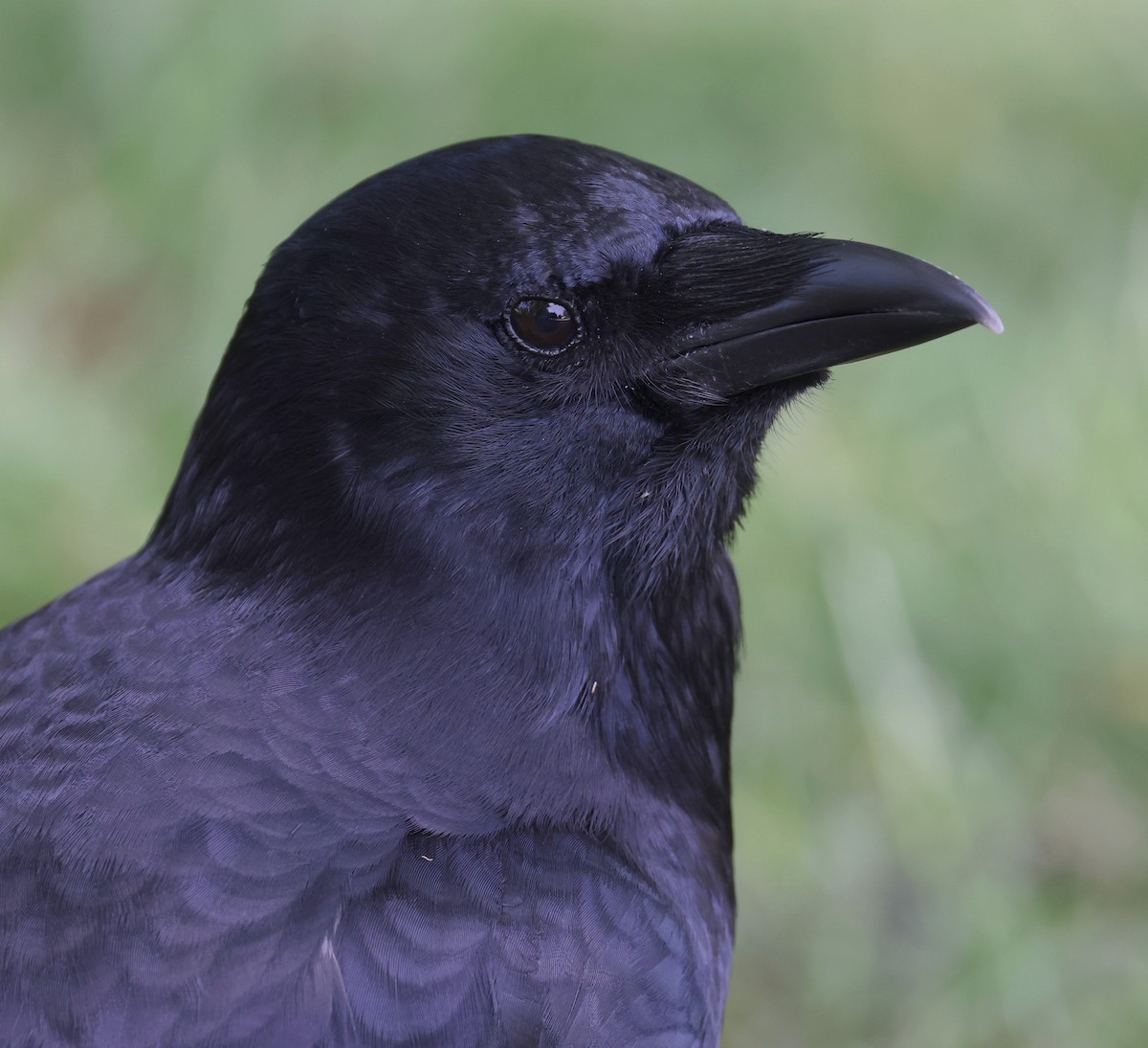 American Crow - Andy Gee