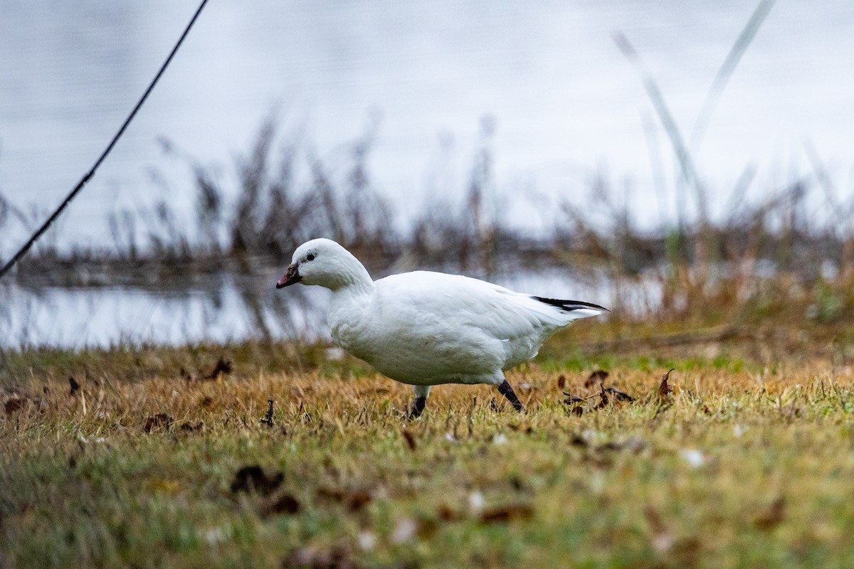 Ross's Goose - ML619156526