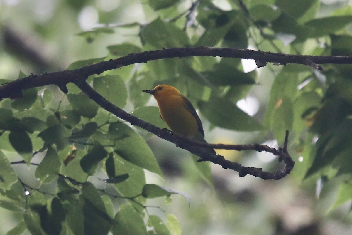 Prothonotary Warbler - Eric DeFonso 🦑