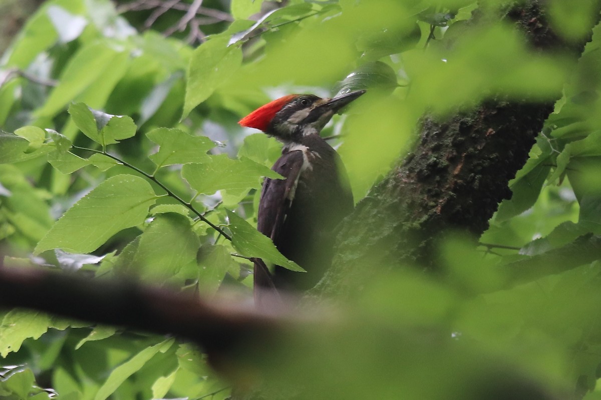 Pileated Woodpecker - Eric DeFonso 🦑