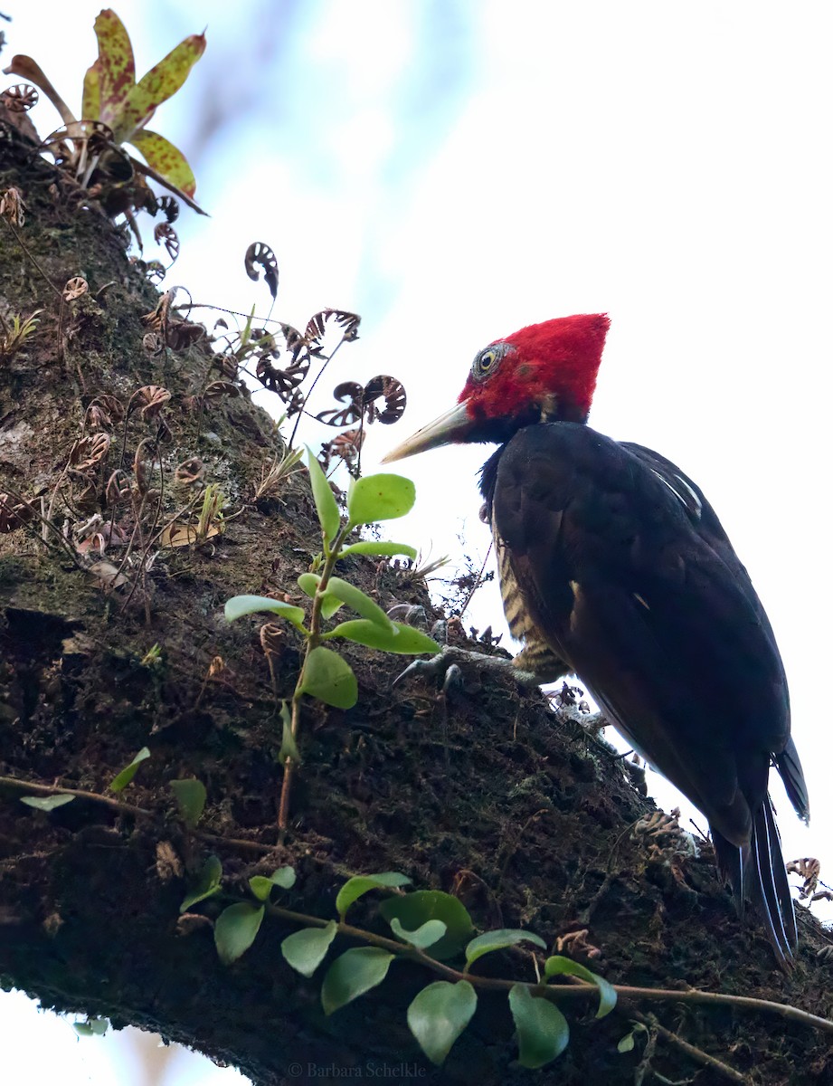 Pale-billed Woodpecker - Barbara S