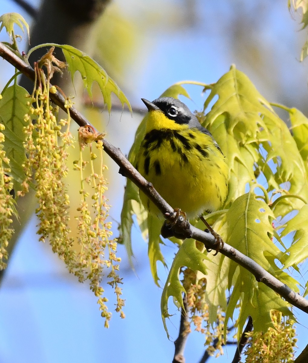 Magnolia Warbler - Kristen Cart