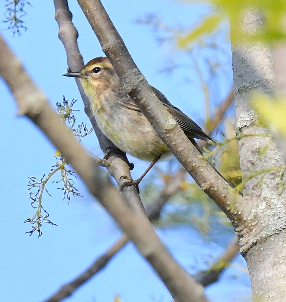 Palm Warbler - Kristen Cart