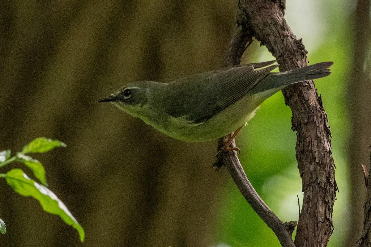 Blaurücken-Waldsänger - ML619156606