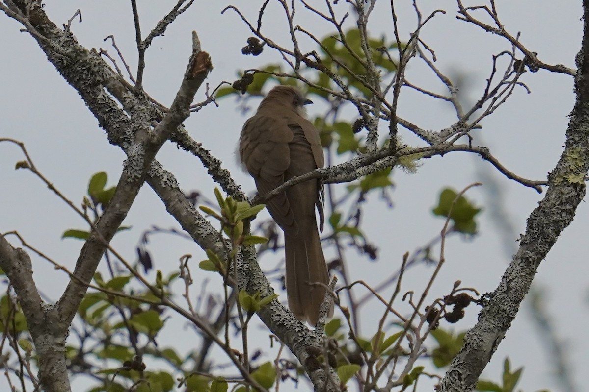 Black-billed Cuckoo - ML619156647