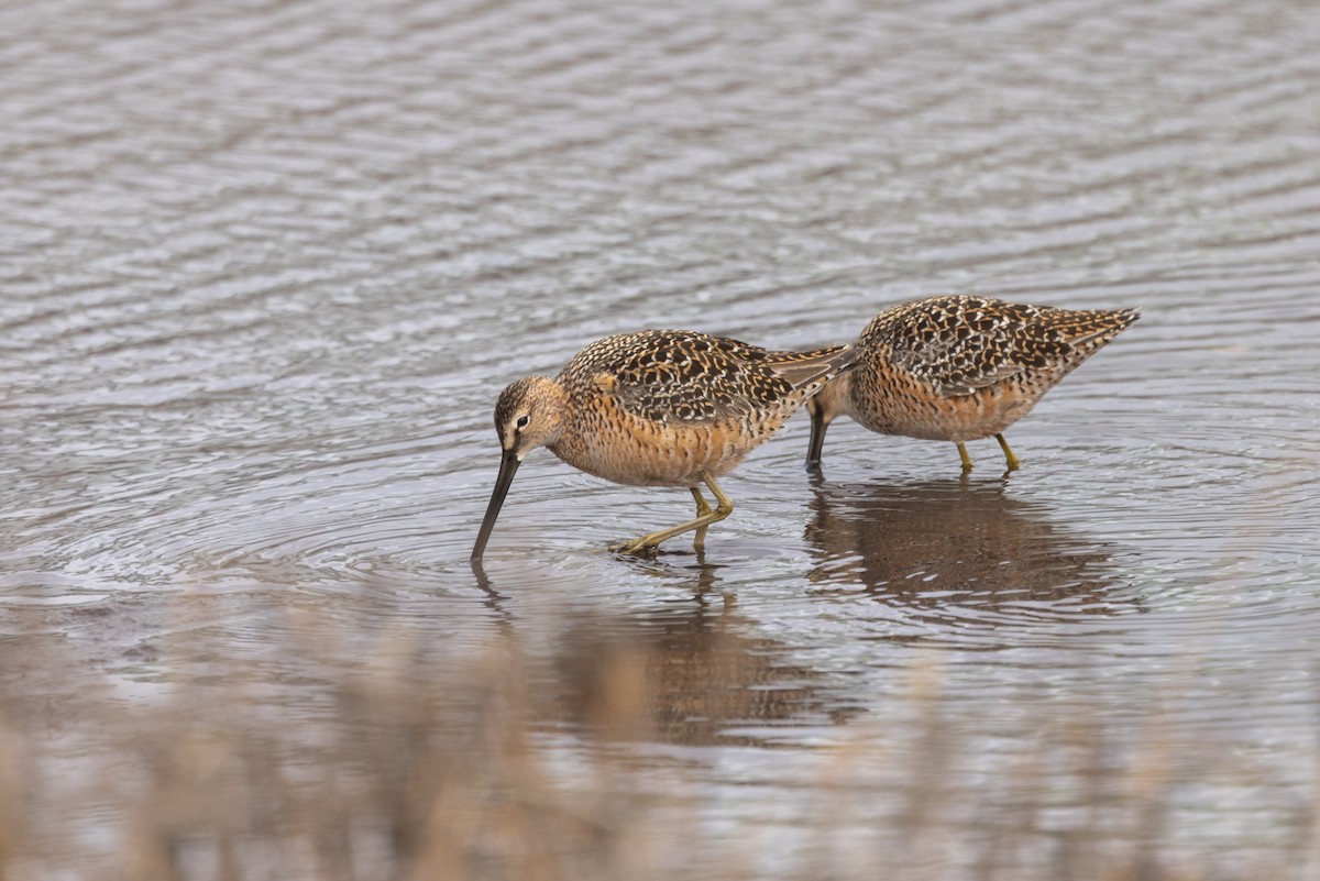 Long-billed Dowitcher - Nick Ramsey