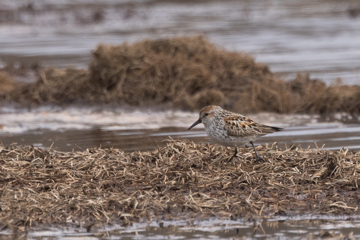 Western Sandpiper - ML619156660