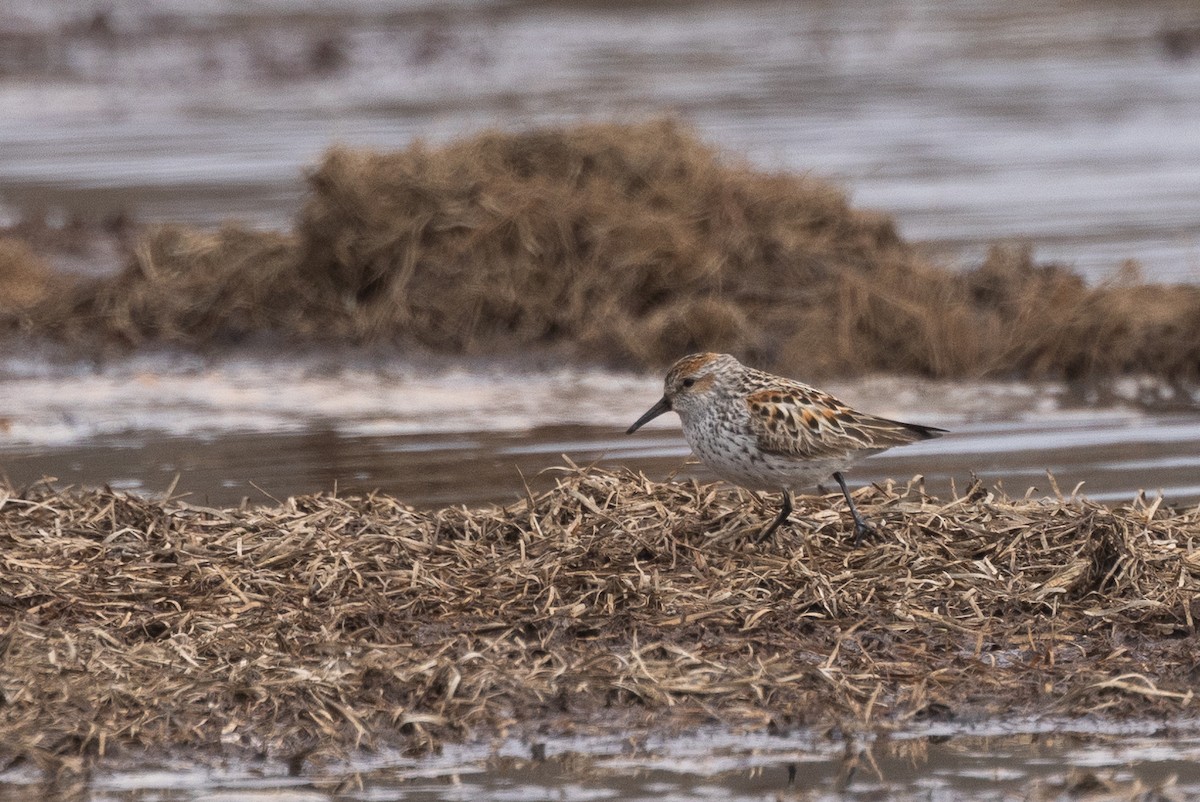 Western Sandpiper - Nick Ramsey