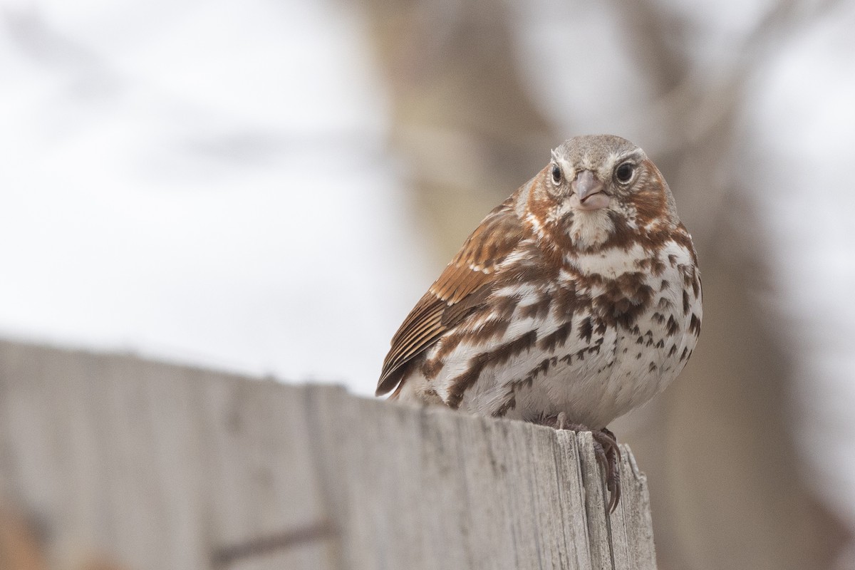 Fox Sparrow (Red) - Nick Ramsey