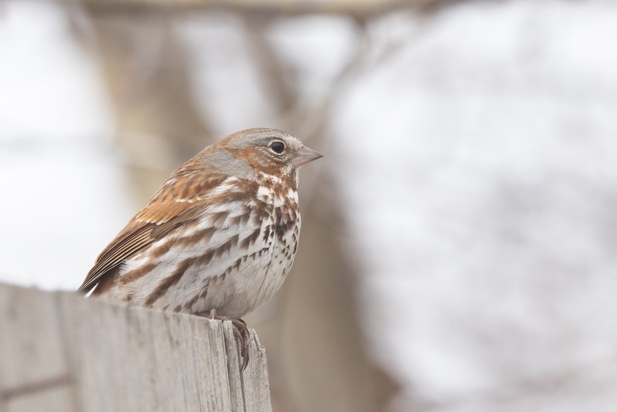 Fox Sparrow (Red) - ML619156674