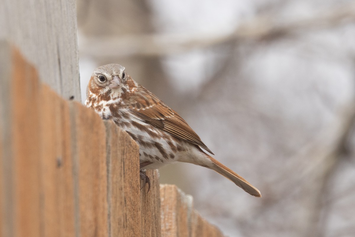 Fox Sparrow (Red) - ML619156675