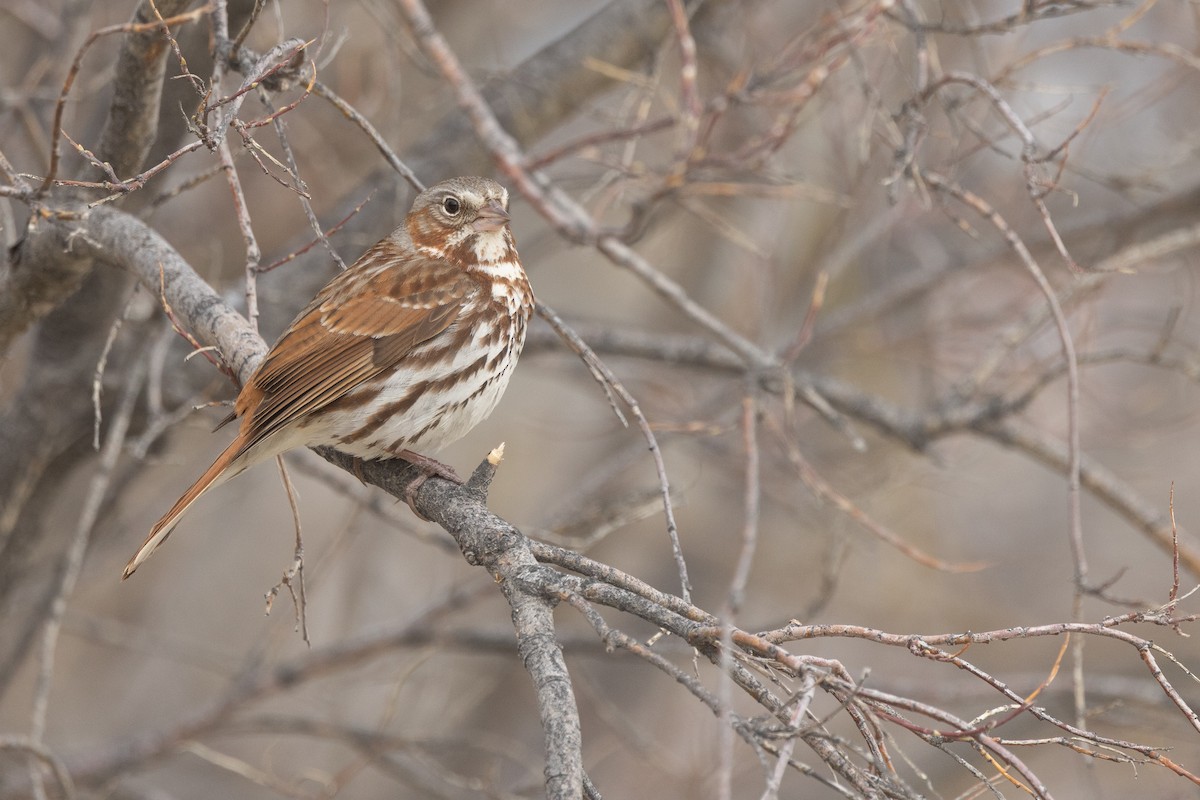 Fox Sparrow (Red) - ML619156676