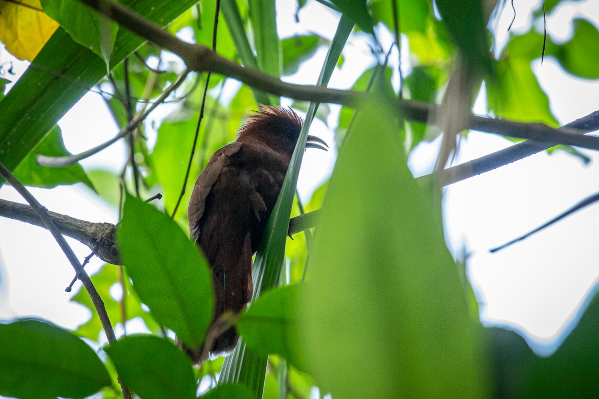 Little Cuckoo - Francisco Russo