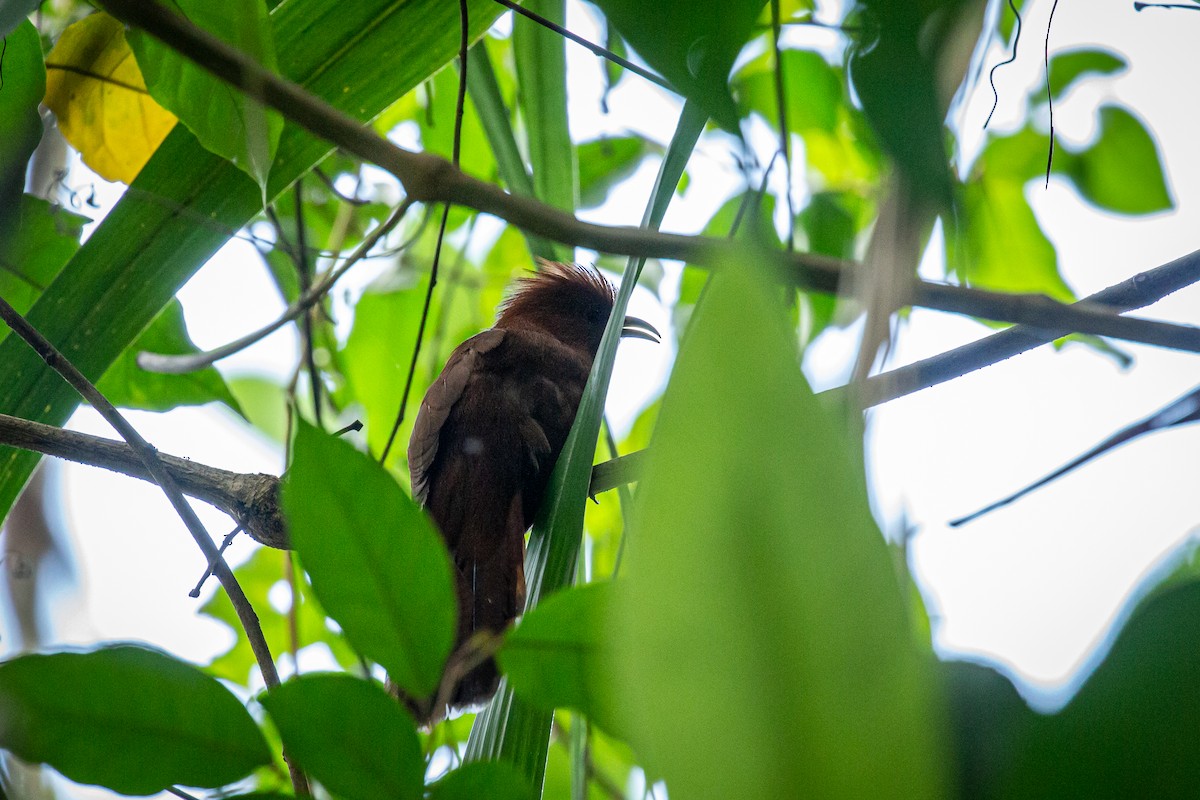 Little Cuckoo - Francisco Russo