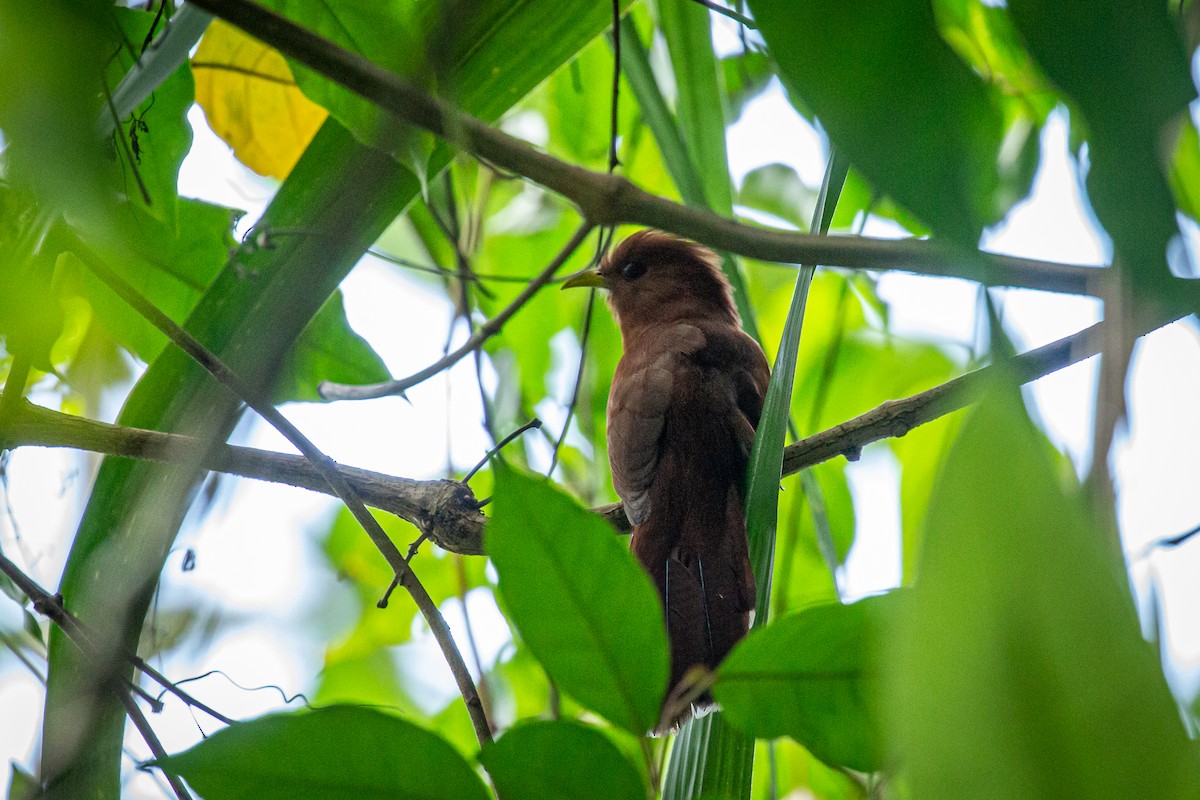 Little Cuckoo - Francisco Russo