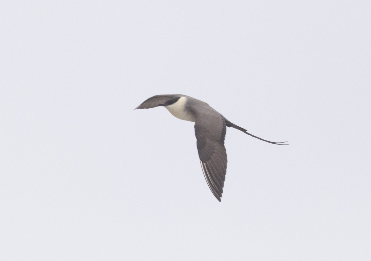 Long-tailed Jaeger - Nick Ramsey