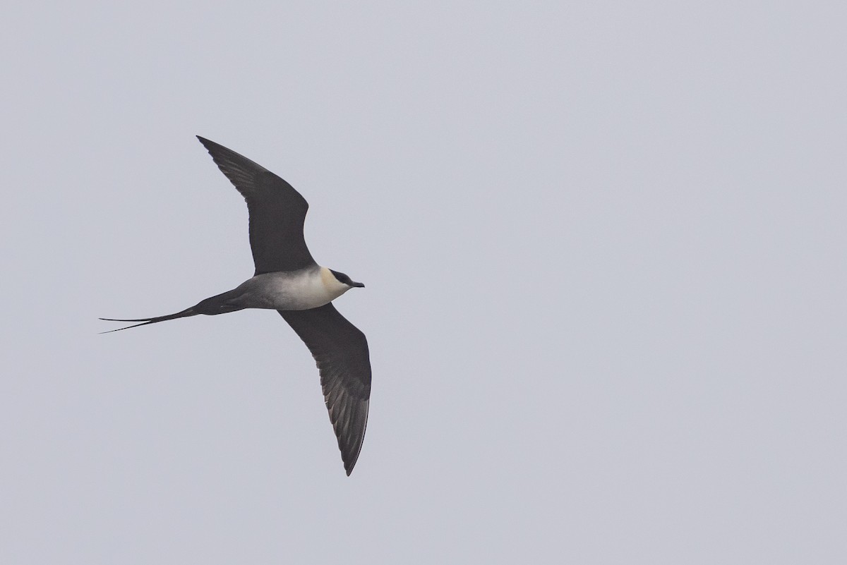 Long-tailed Jaeger - Nick Ramsey