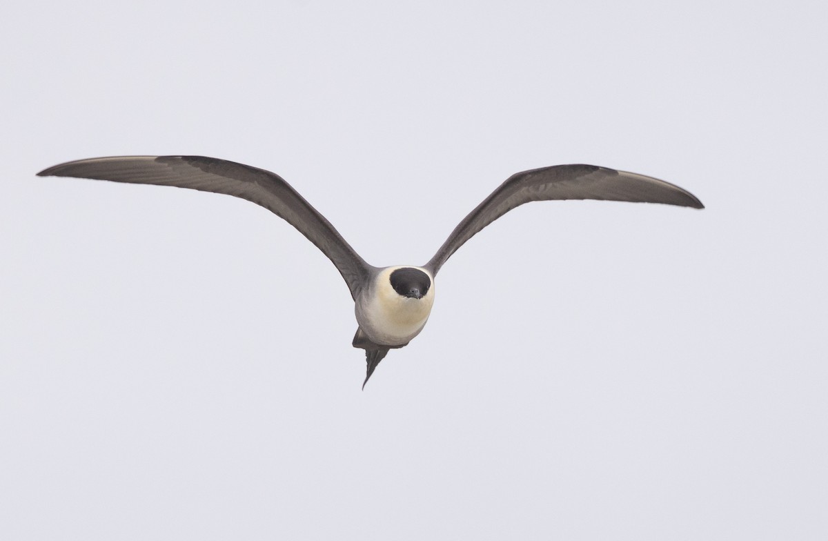 Long-tailed Jaeger - Nick Ramsey