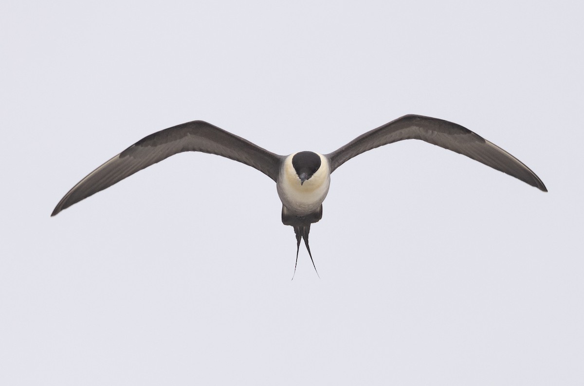 Long-tailed Jaeger - Nick Ramsey