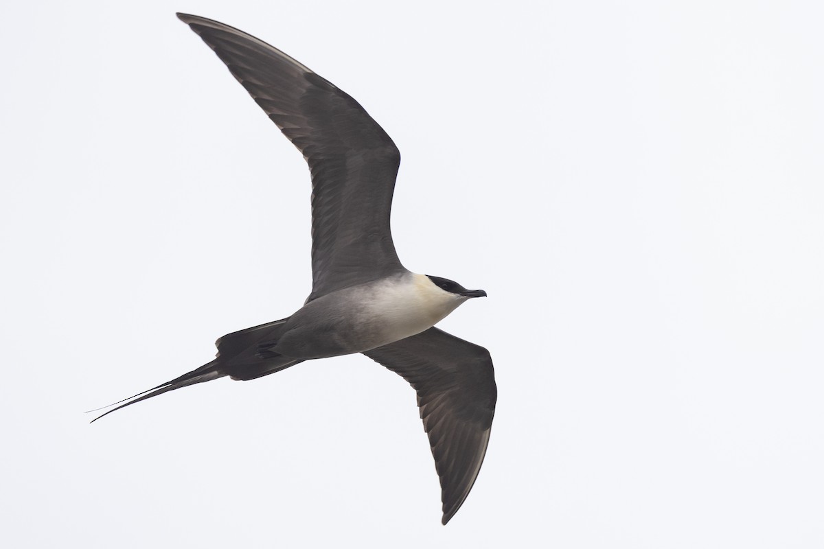 Long-tailed Jaeger - Nick Ramsey