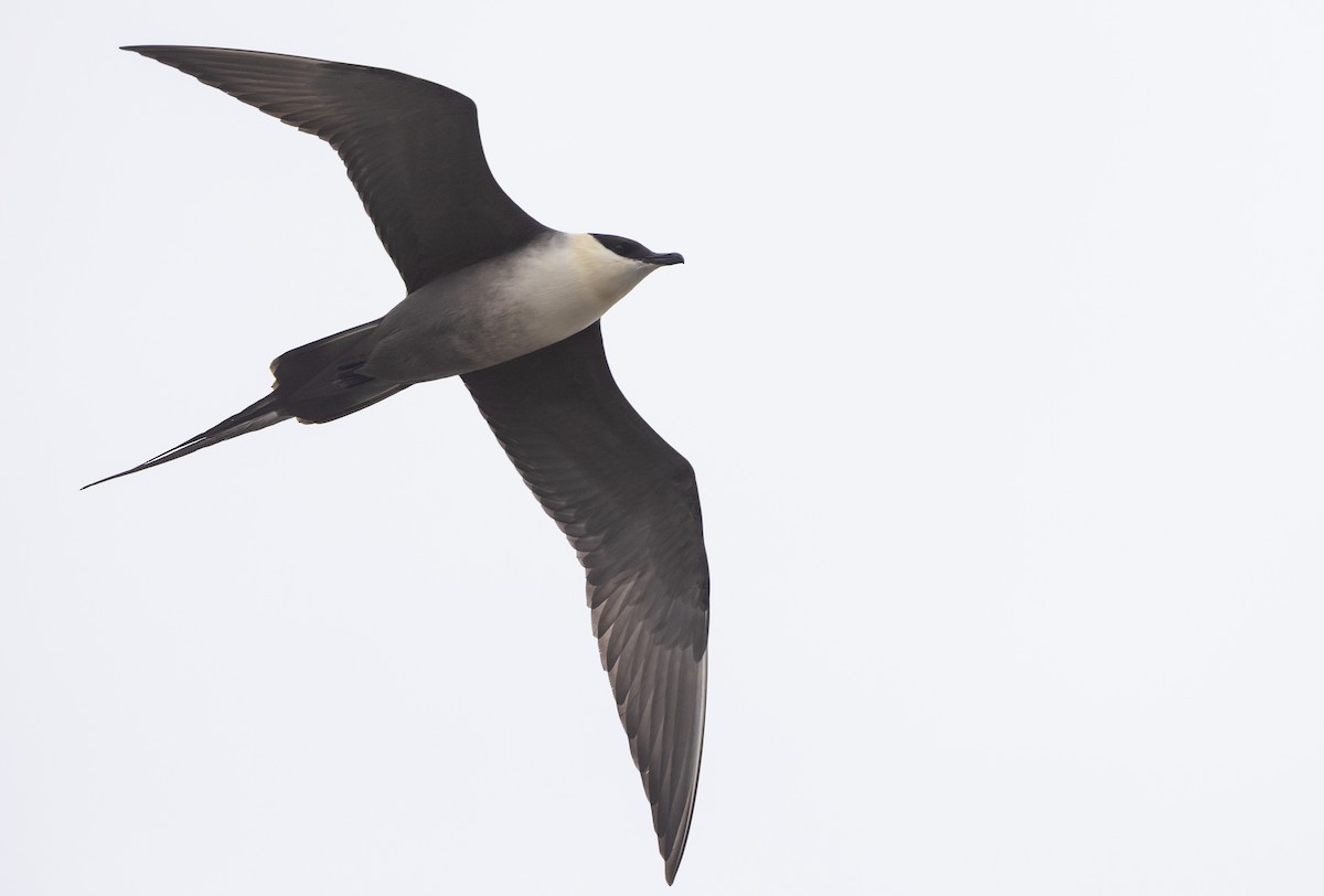 Long-tailed Jaeger - Nick Ramsey