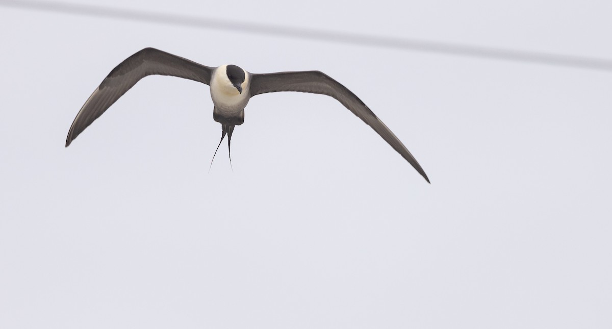 Long-tailed Jaeger - Nick Ramsey