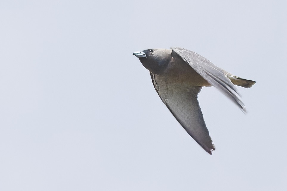 Ashy Woodswallow - Robert Lewis