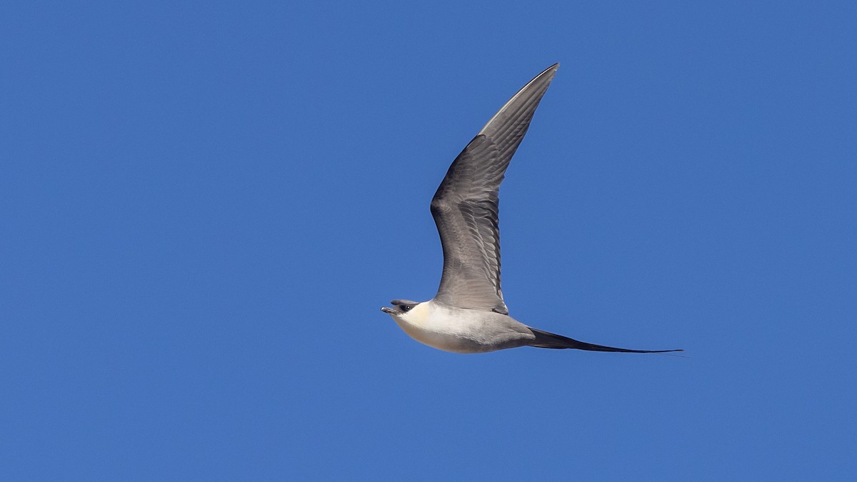 シロハラトウゾクカモメ - ML619156747