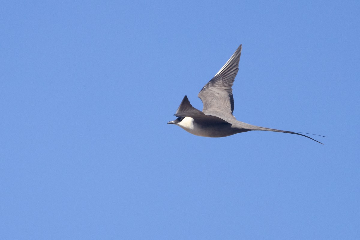 シロハラトウゾクカモメ - ML619156749