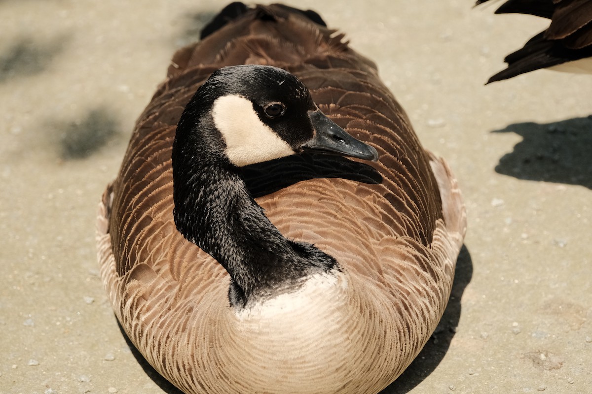 Canada Goose - Ashpreet Thind