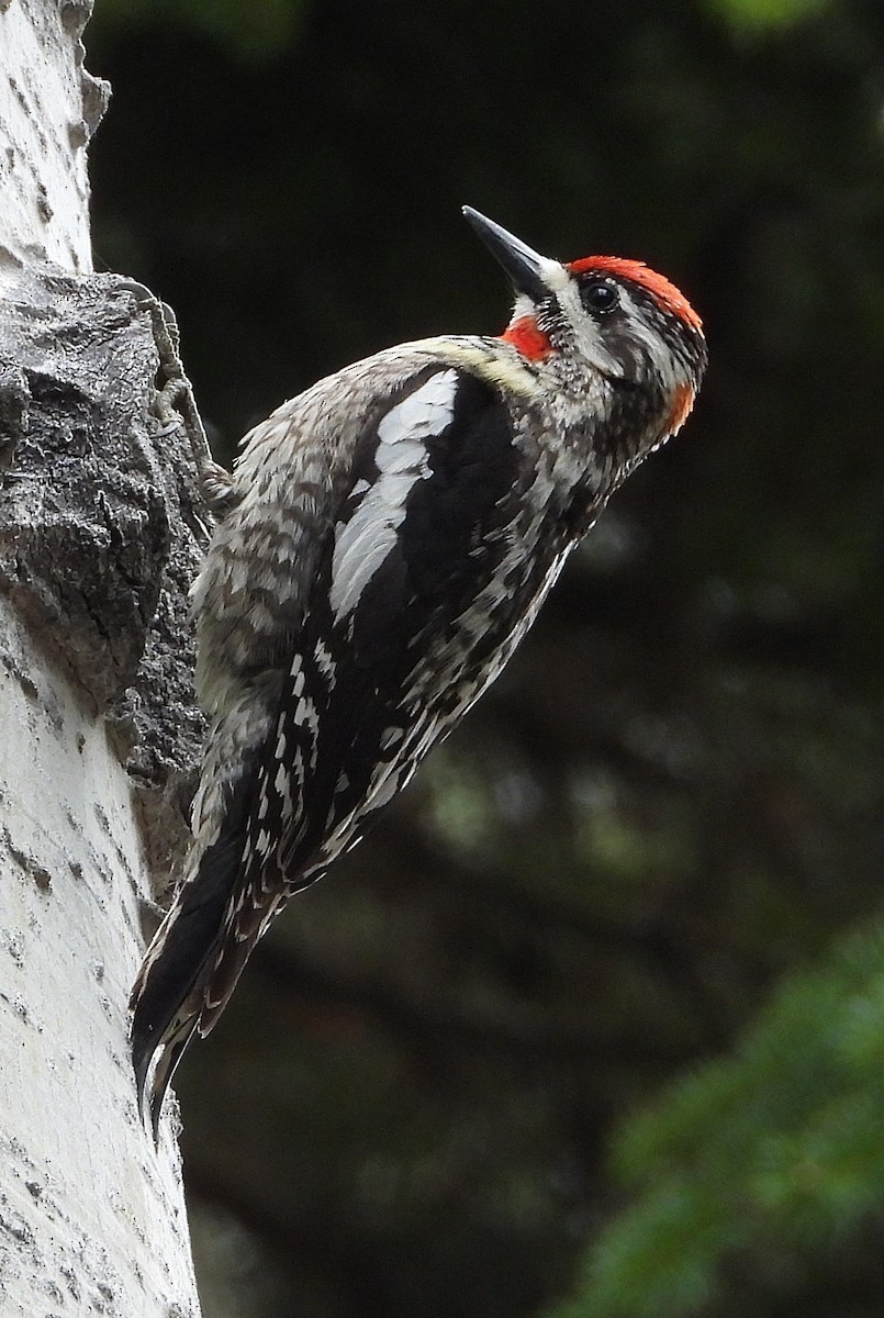 Red-naped Sapsucker - Brian McKenney