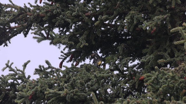 White-winged Crossbill - ML619156787