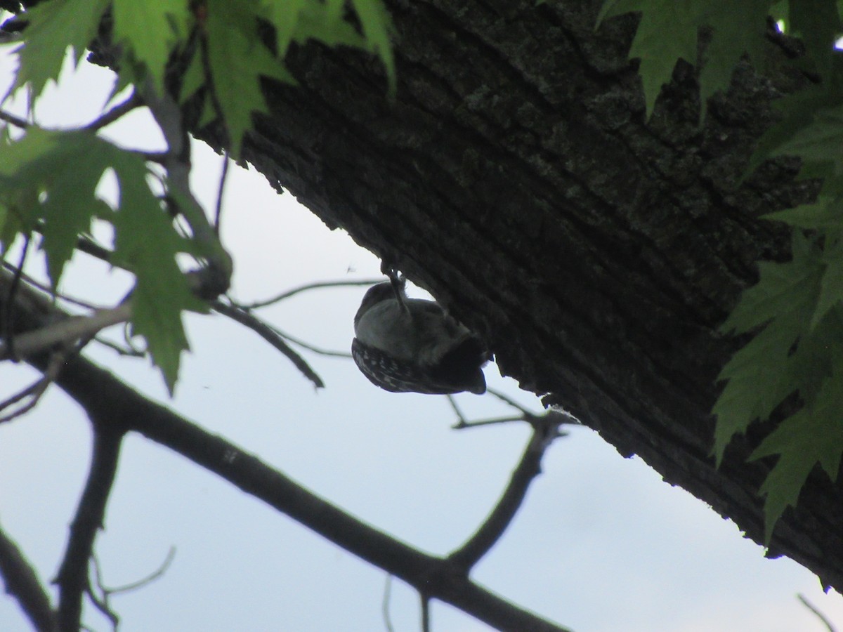 Downy Woodpecker - Christine Whittet