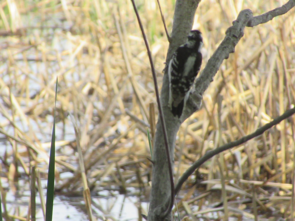 Downy Woodpecker - ML619156797