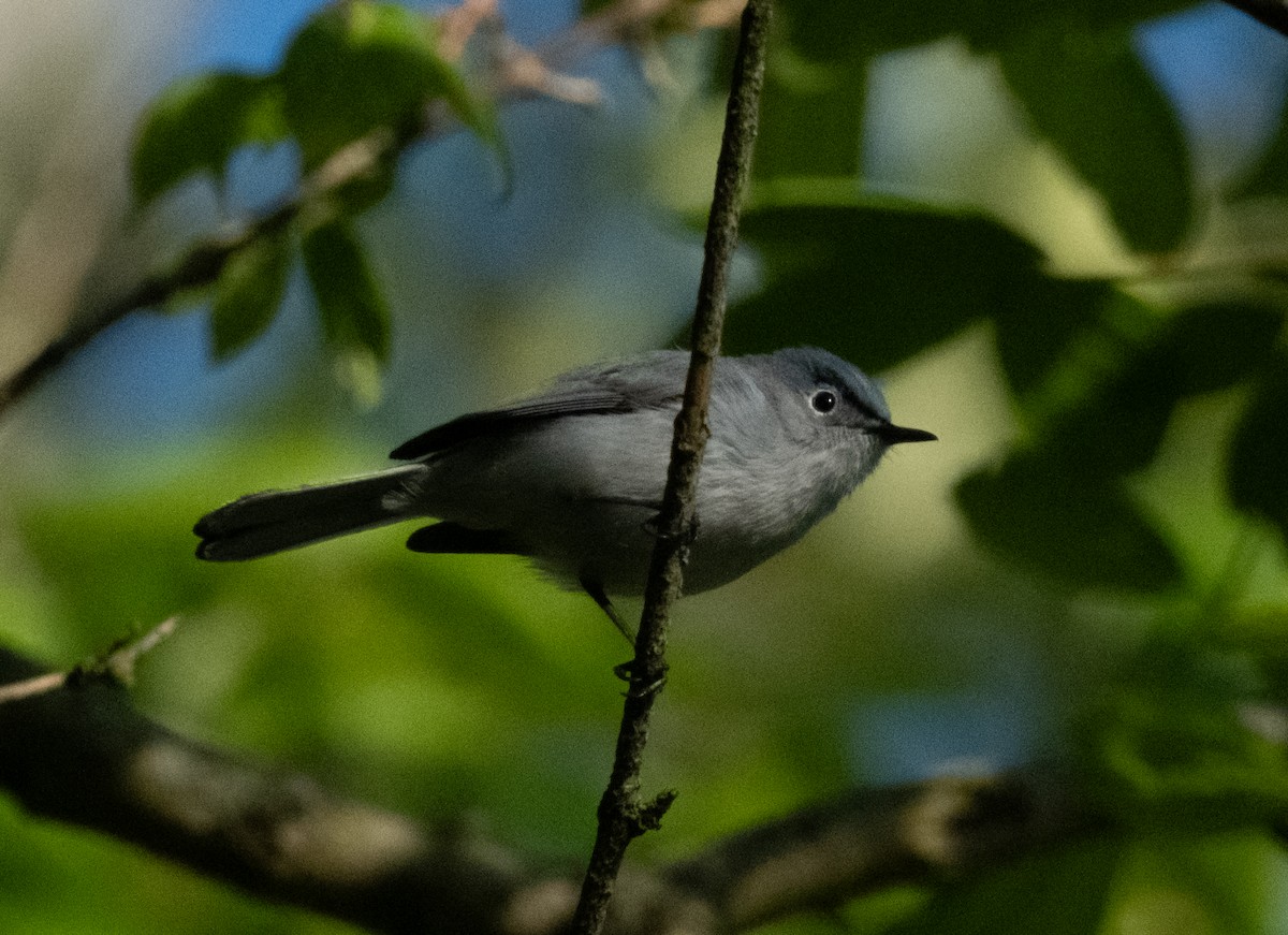 Blue-gray Gnatcatcher - Tom Crowe