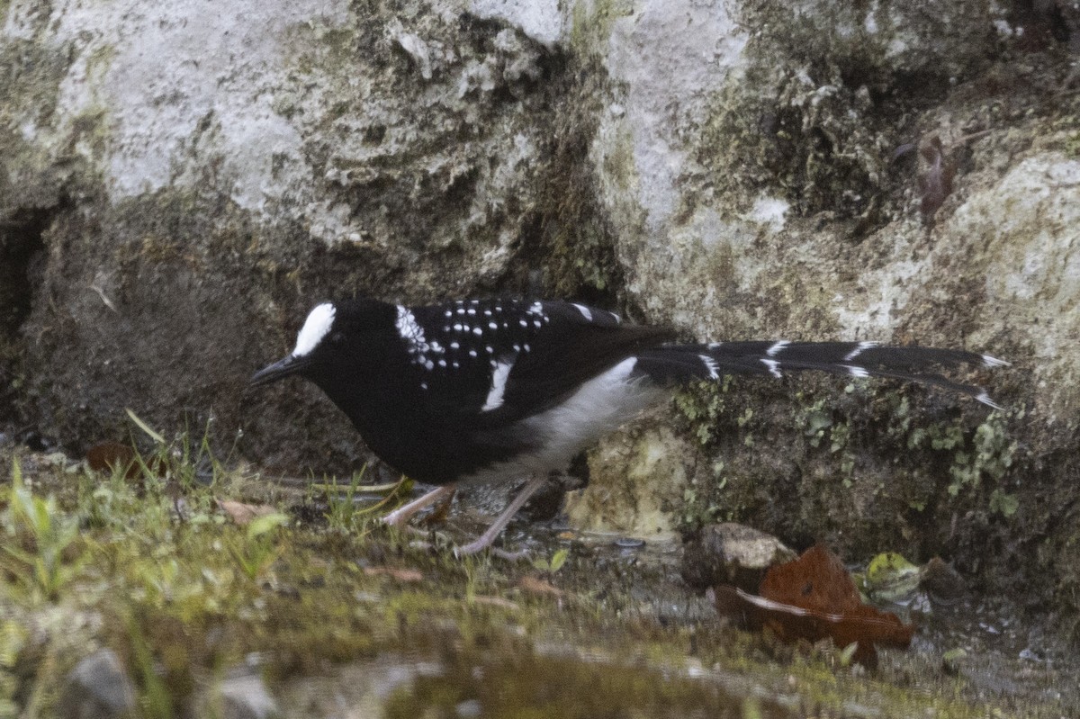 Spotted Forktail - Robert Lewis