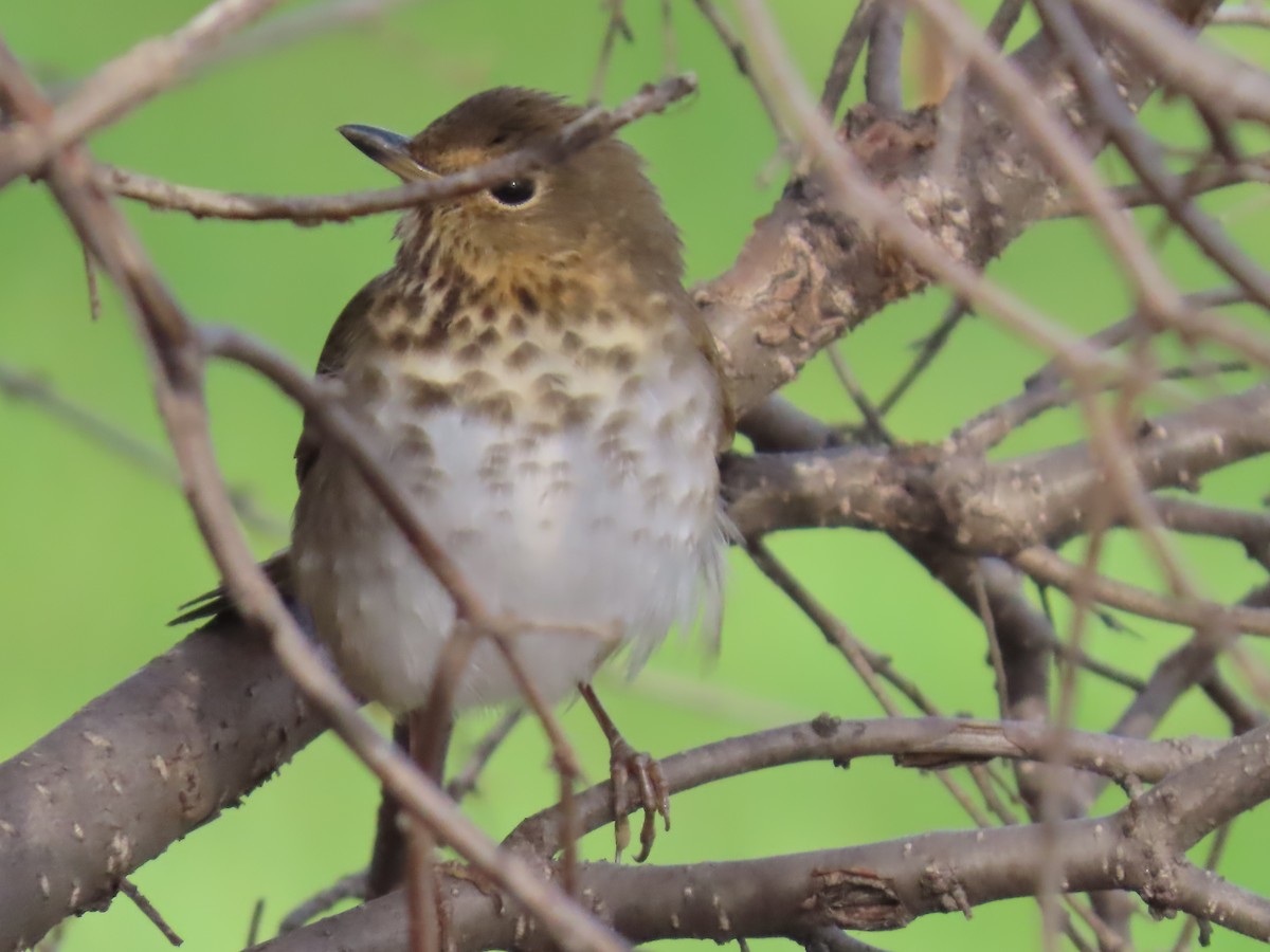 Swainson's Thrush - Mark Gorges