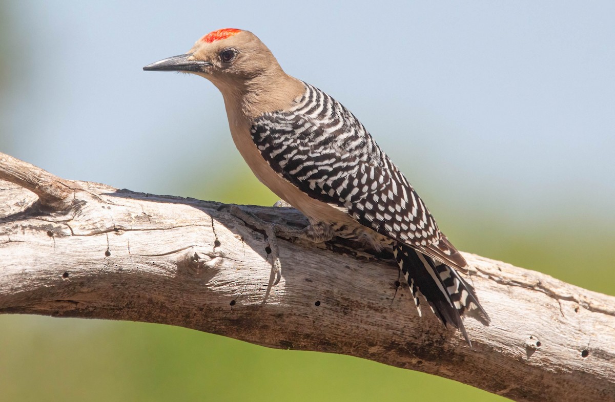 Gila Woodpecker - ML619156841