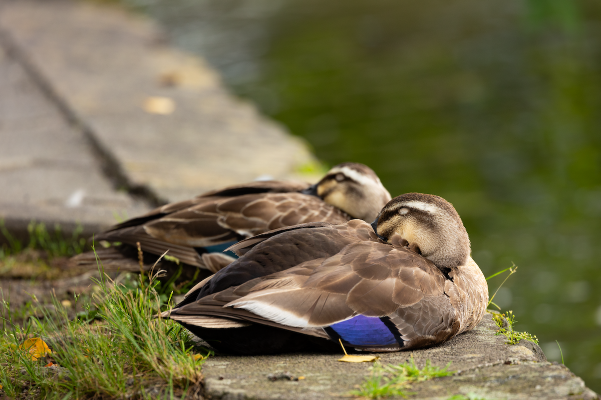 Eastern Spot-billed Duck - ML619156847