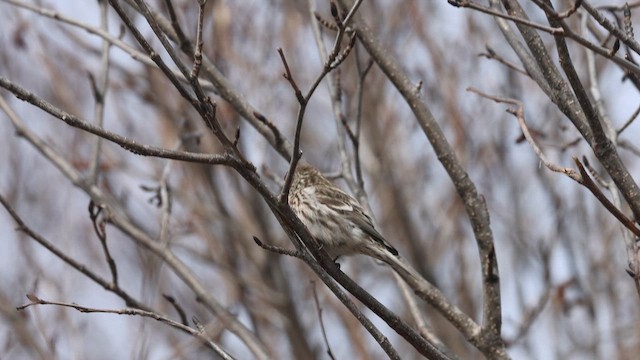 Redpoll (Common) - ML619156851