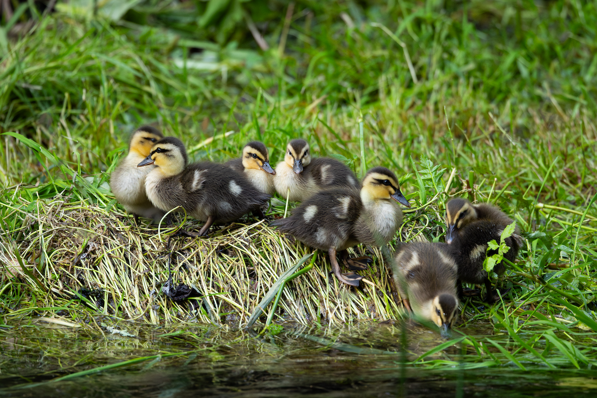 Eastern Spot-billed Duck - ML619156852